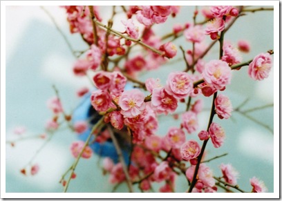 apricotblossoms.abbytryagain