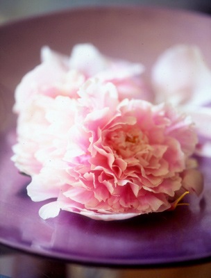 [peonies.sandralane.sarahkaye[4].jpg]