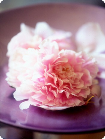 peonies.sandralane.sarahkaye