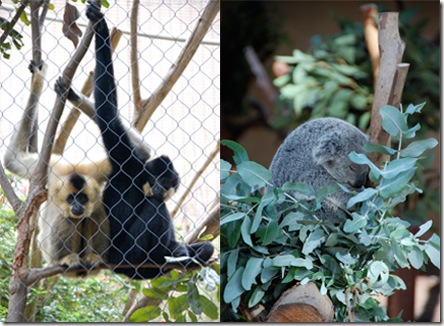 SDZoo 