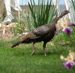 Wild Turkey Bird Photograph