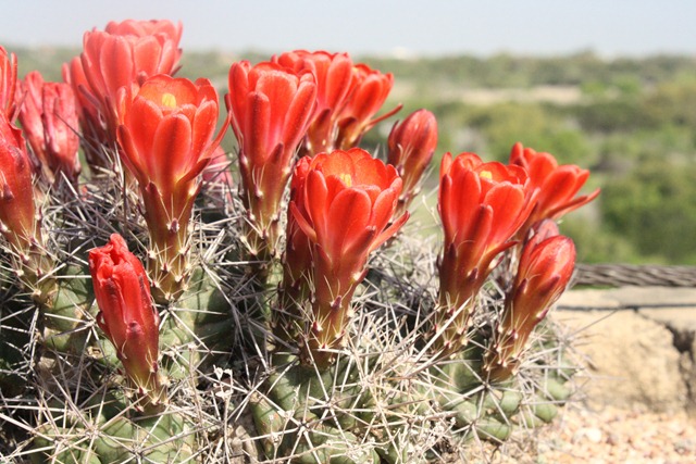 [Wildflower Center 239[3].jpg]