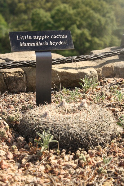Wildflower Center 240