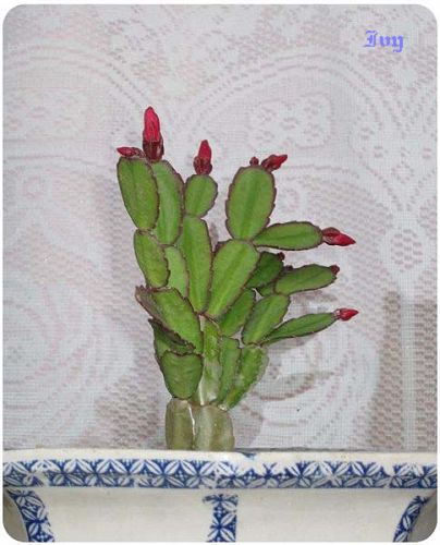 http://lh6.ggpht.com/_87s-ZzzIl60/SePzafVZNaI/AAAAAAAAApg/m1cPs7wl2Do/s800/%E4%BB%99%E4%BA%BA%E6%8E%8C001.jpg
