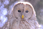 dsc_9648.JPG