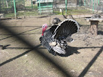 img_3436.JPG