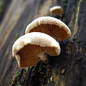 Bitter Oyster