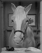 [Mr.Ed.Courtesy Baltimore Sun[6].jpg]