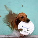 Dog Paddle 2008