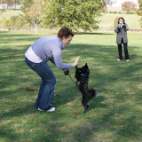 The Outreach Committee Presents a Dog Show