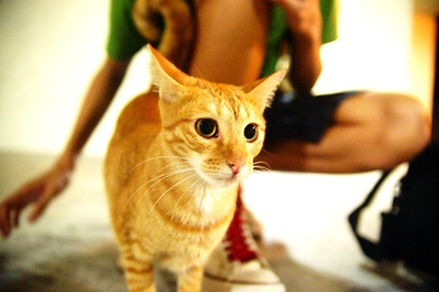 SONY DSC