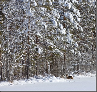 raadyr-i-skog