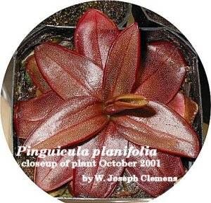 P_planifolia_closeup_of_plant_1.jpg