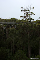2009_08_10 Valley of Giants 18.jpg