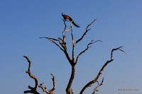 2010_12_17 Yala National Park 029.JPG Photo