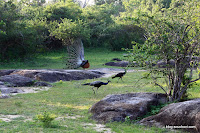 2010_12_17 Yala National Park 034.JPG Photo