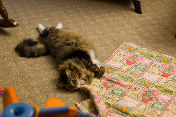 Sarge, being bendy, and not REALLY playing with Sam's blanket...