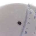 Two-spotted ladybug beetle