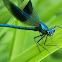 Banded Demoiselle