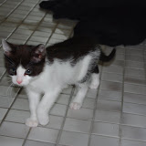filou0004.jpg