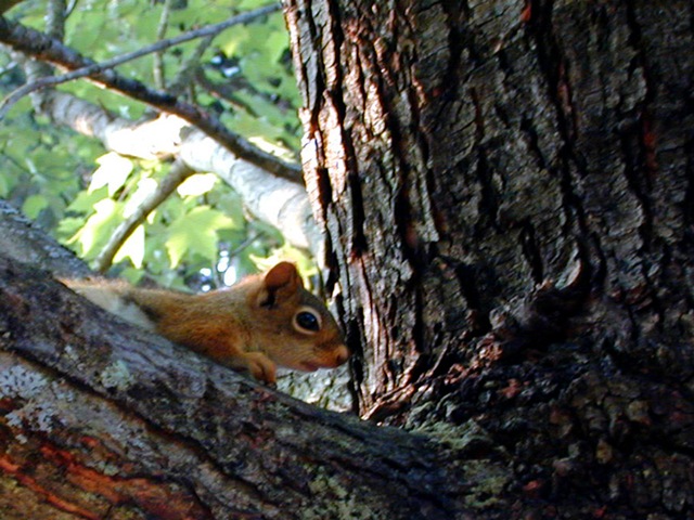 [babysquirrel1[5].jpg]