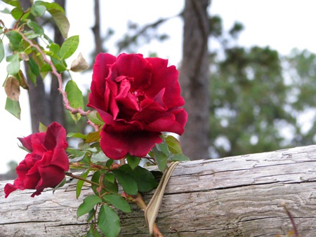 rose
