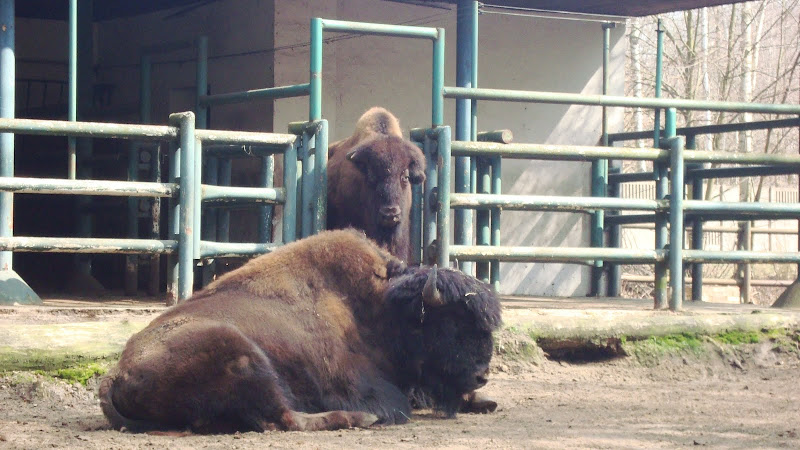 Bizony leśne - Nowe Zoo Poznań