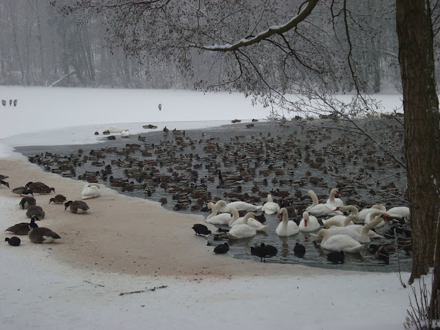 Ile ptaków widzisz na tym zdjęciu?