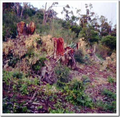 20090331_31
