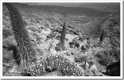 voigtlander_teide_032_31
