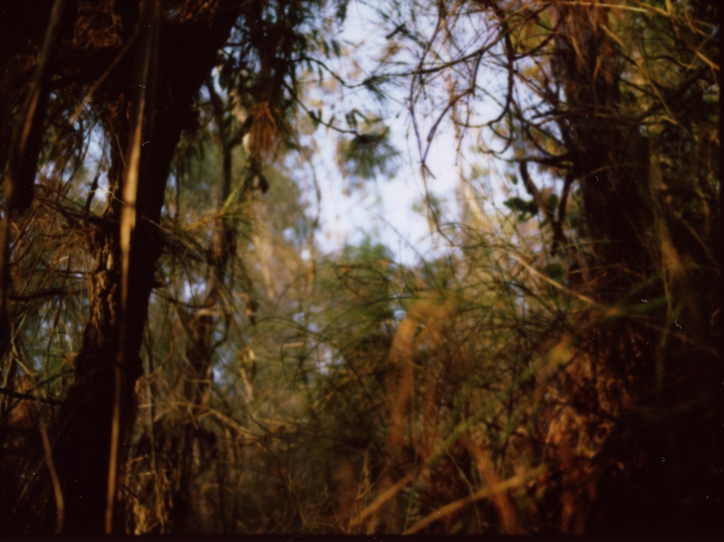 [645_pro_tl_polaroid_001[4].jpg]