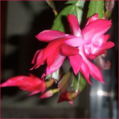 Flor de Maio