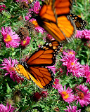 DSCF0008.JPG
