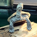 diamondback terrapin