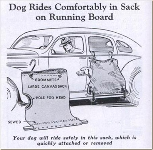 !safe-dog-rides