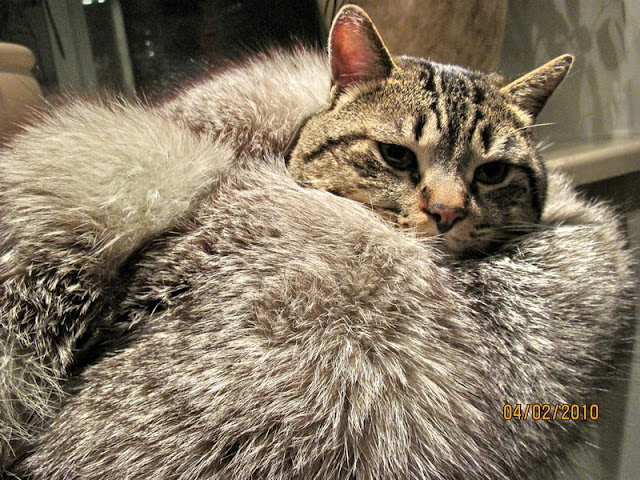 Есть Котэ в русских селеньях