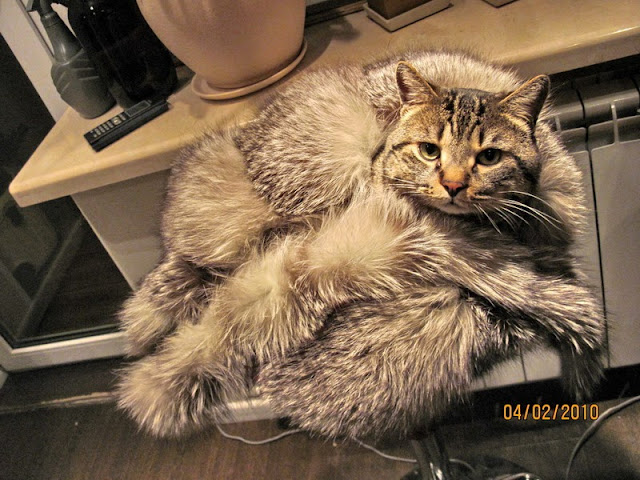 Есть Котэ в русских селеньях