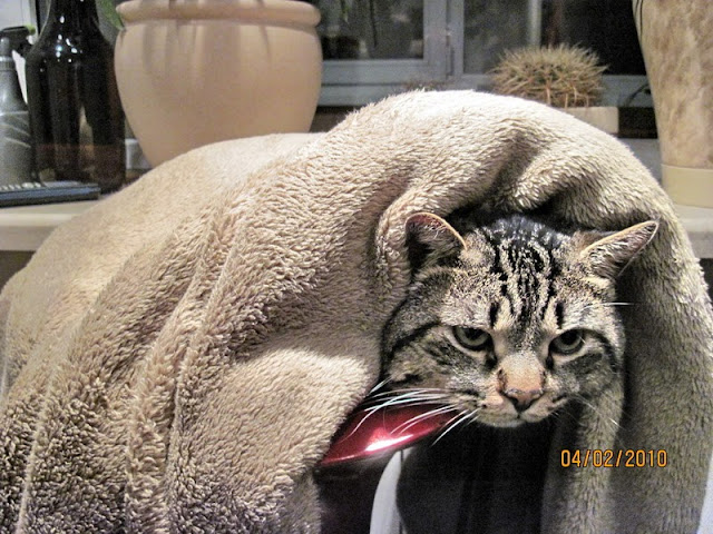 Есть Котэ в русских селеньях