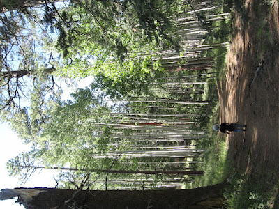 An old grove of Aspens