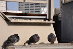 DSC_1057.JPG