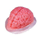 Brain Gelatin Mold