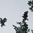 Bald Eagle