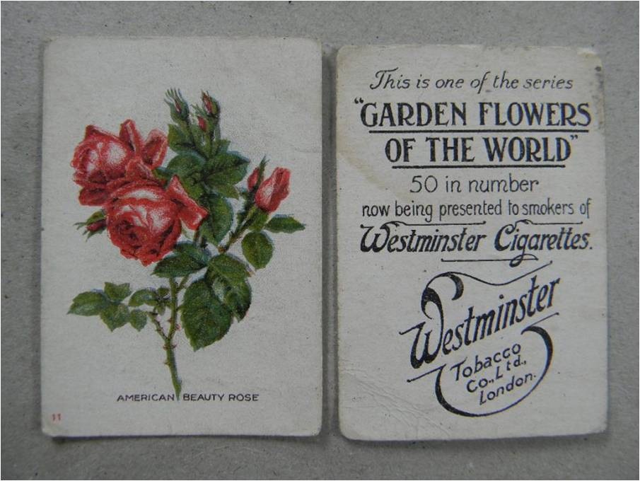 [Westminster cards - american beauty[6].jpg]