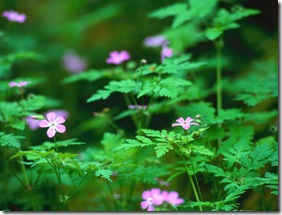 Flowers in the forest.