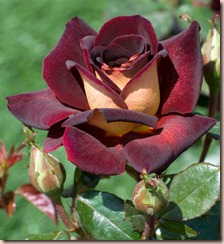 Jesus is the Rose of Sharon