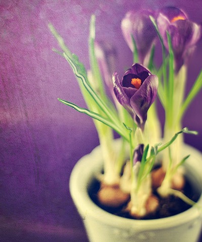 [tulipani viola[4].jpg]