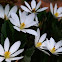 Bloodroot
