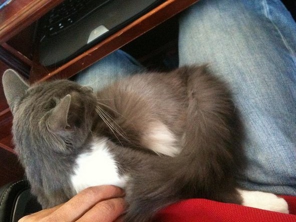 [kitty[3].jpg]