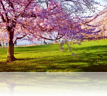 primavera