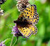 ALPENBLOEMEN 2007 162.jpg